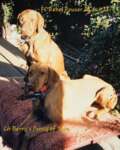 Thumbnail of Berry's Prissy Of Tara