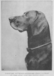 Thumbnail of Hector von Pirna (DK)