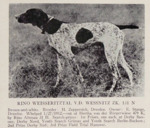 Thumbnail of Rino Weisseritzal von der Wessnitz (DK)