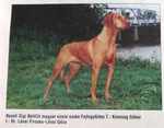 Thumbnail of Basafi Gigi
