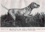 Thumbnail of Betyar X