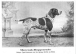 Thumbnail of Maitrank Hoppenrade (DK)