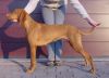 Thumbnail of Zeta Moja Vizsla
