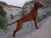 Thumbnail of Ima Moja Vizsla